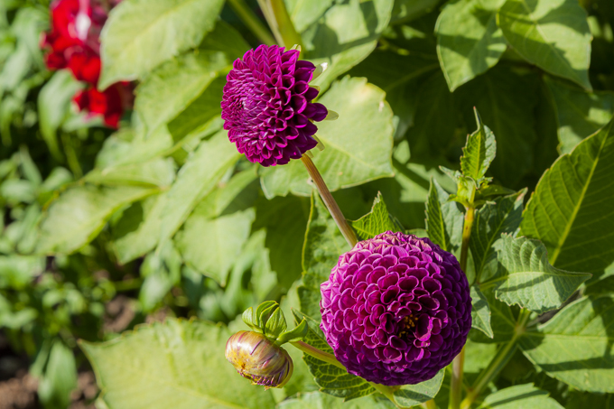 Clumber 2013 (15)